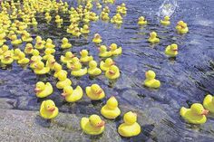 Der Verkauf der Enten findet zusätzlich an den Wochenmarkttagen von 10 bis 12 Uhr statt.