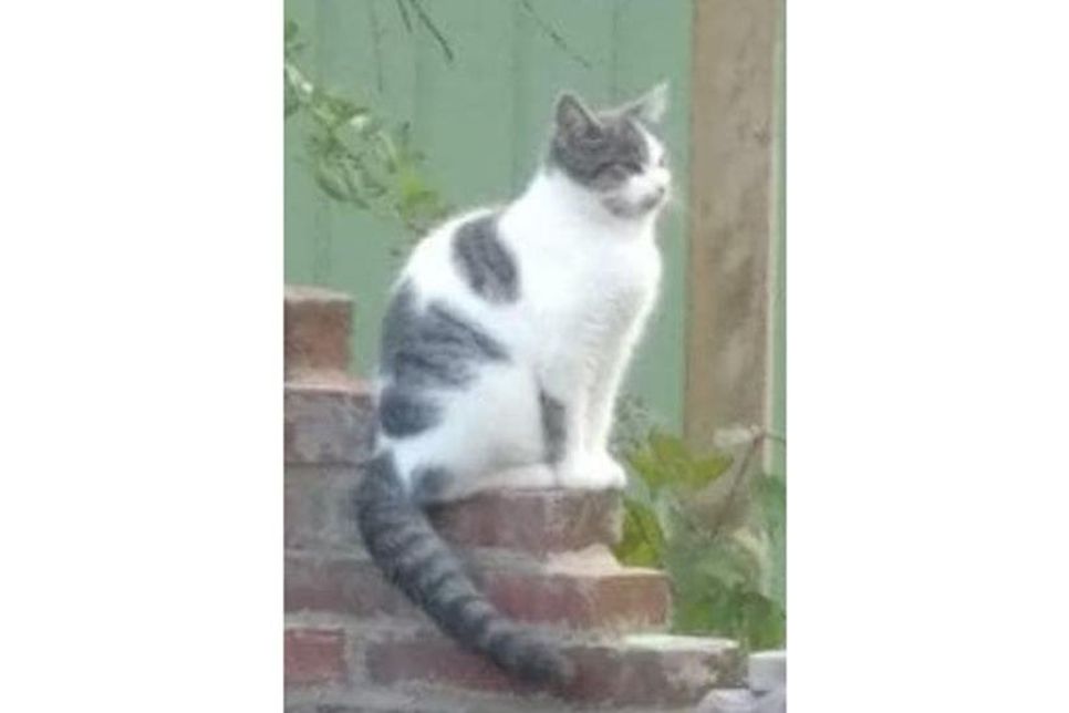 Leider ist Jella nicht gechipt und trägt auch kein Halsband.