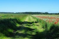 Julia Djokovic fotografierte einen Feldweg bei Grönwohldshorst und schenkt uns damit diesen Sommer-Sehnsuchtsmoment.