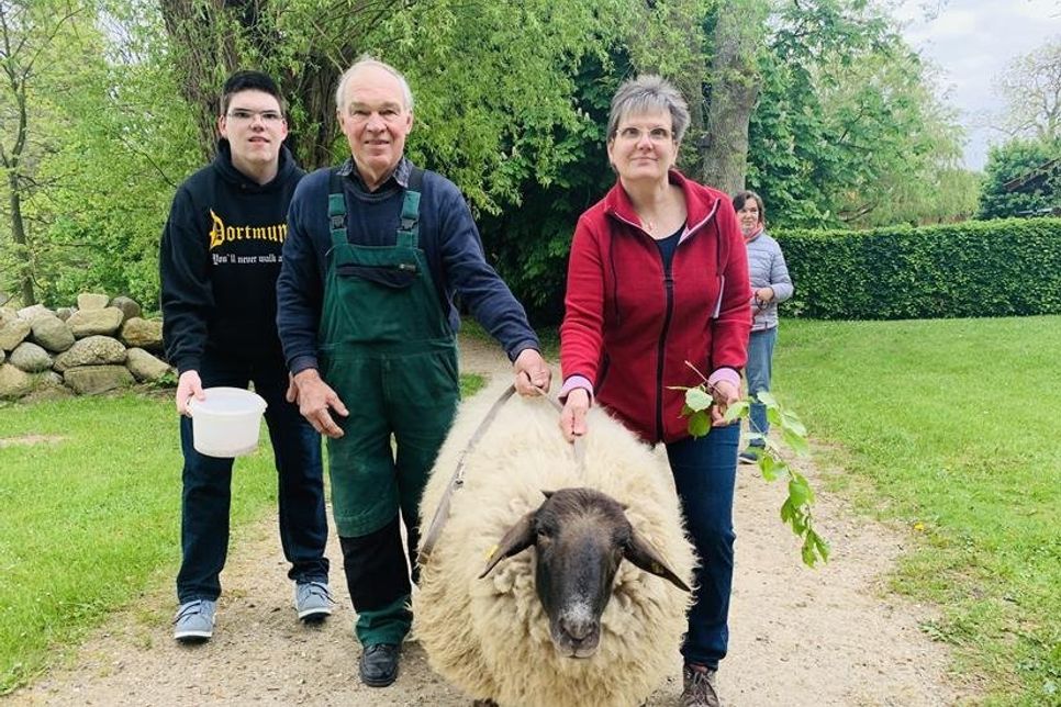 „Er ist zahm wie ein Schoßhund.“ Schafbock Findus wurde von Familie Bünning aufgezogen.