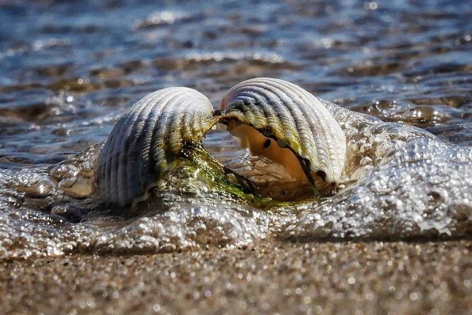 Scharbeutz - Foto: Achim Otto.