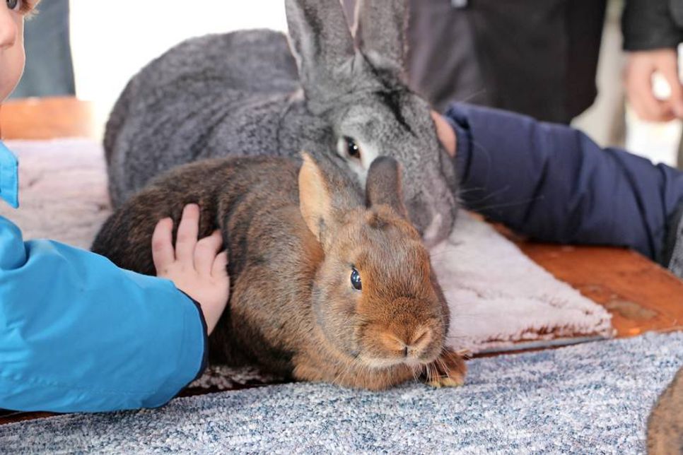 Die geduldigen Tiere vom Kaninchenzüchterverein U 107 dürfen auch gestreichelt werden.