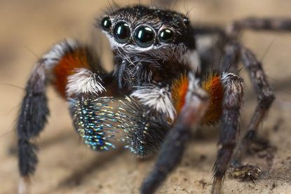 Dr. Danilo Harms, Spinnenforscher am Museum der Natur in Hamburg, berichtet bei der Kinderuni über die Faszination von Spinnen.