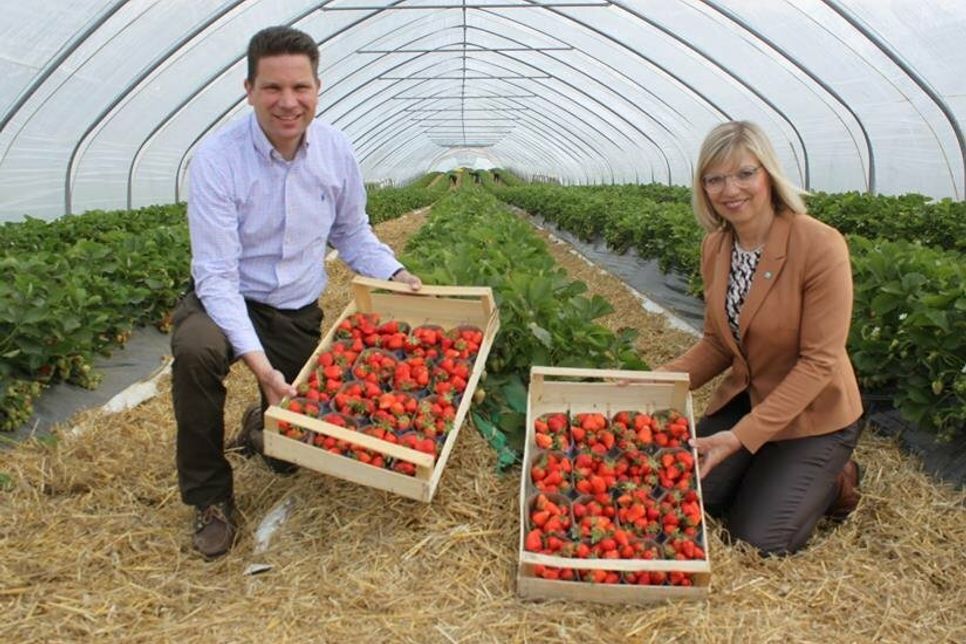 Heinrich Mougin und Ute Volquardsen präsentieren mit der Sorte „Clery“ die ersten Erdbeeren des Jahres. Bereits seit 2017 werden Erdbeeren vom Hof Mougin in Folientunneln kultiviert. Das garantiert eine drei bis vier Wochen frühere Ernte.