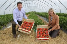 Heinrich Mougin und Ute Volquardsen präsentieren mit der Sorte „Clery“ die ersten Erdbeeren des Jahres. Bereits seit 2017 werden Erdbeeren vom Hof Mougin in Folientunneln kultiviert. Das garantiert eine drei bis vier Wochen frühere Ernte.
