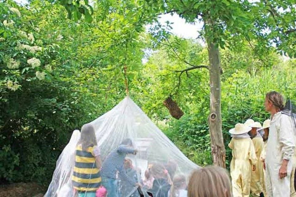 Nachwuchswerbung für die AG: Unter dem Moskitonetz können die Zweitklässler ohne Angst den Einzug des Bienenvolkes aus 30 Zentimeter Entfernung beobachten.