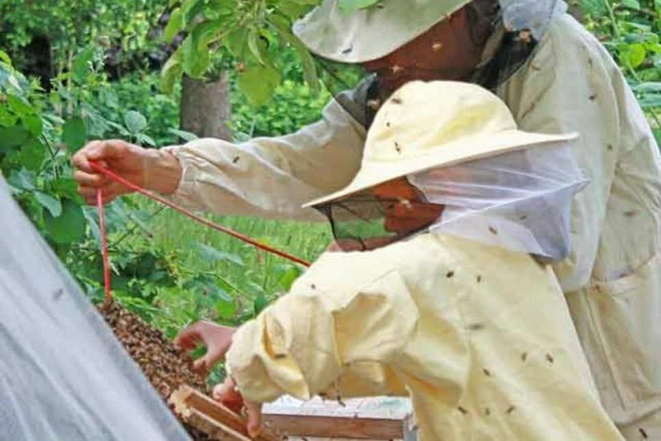 Der Leiter der Bienen AG, Grundschullehrer Gunnar Voß, lässt den Schwarm vor dem Bienenkasten „abschlagen“, damit die Tiere dort die neue Königin wahrnehmen, in die sogenannte „Beute“ einziehen und einen neuen Staat gründen.