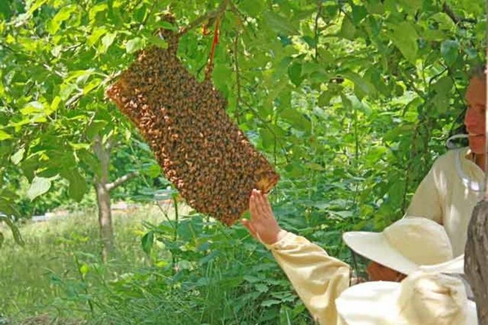Keine Angst vor Bienen: Die abgeteilte Hälfte des Volks sitzt wie eine Traube eng zusammen und lässt sich berühren – schließlich gibt es für sie im Moment weder eine Königin noch eine eigene Behausung zu verteidigen.