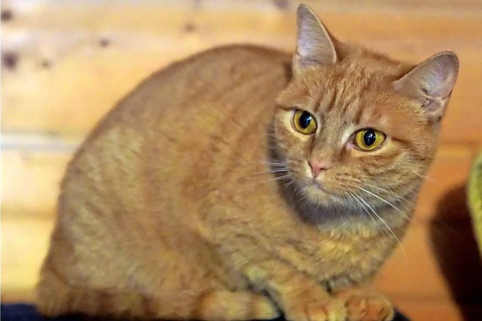 Die beiden circa 5 Jahre alten, rot getigerten Geschwister “Fips” und “Juicy” suchen nur zusammen ein neues Zuhause. Bei Interesse bitte an die Tierhilfe Ostholstein unter Tel. 04561/16267 wenden. (red)