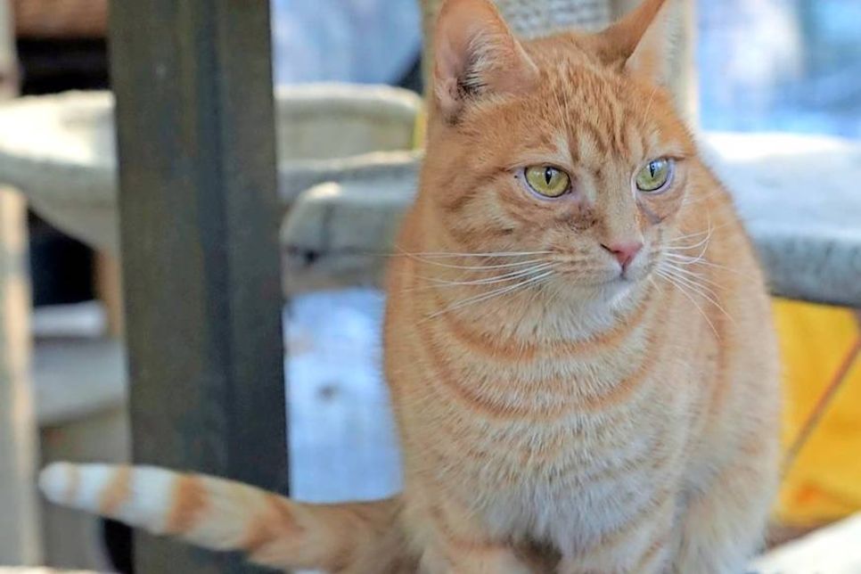 Die beiden circa 5 Jahre alten, rot getigerten Geschwister “Fips” und “Juicy” suchen nur zusammen ein neues Zuhause. Bei Interesse bitte an die Tierhilfe Ostholstein unter Tel. 04561/16267 wenden. (red)