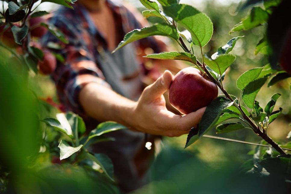 Je nach Sorte sind jetzt die ersten Äpfel, Birnen und Pflaumen reif für die Ernte.