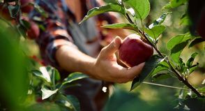 Je nach Sorte sind jetzt die ersten Äpfel, Birnen und Pflaumen reif für die Ernte.
