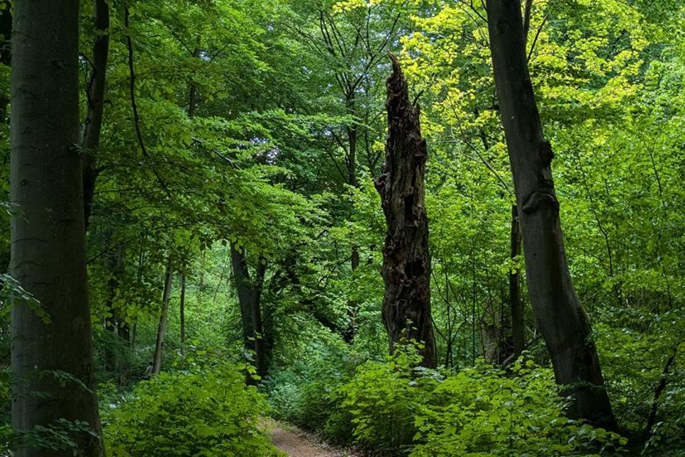 Strukturreiche Wälder in unserer Region haben vielfältige Funktionen für unsere Gesellschaft und sind ein Schatz der heimischen Natur. (Foto: Romahn)