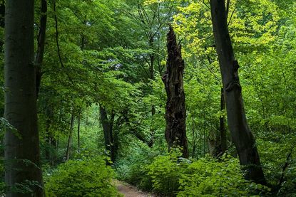 Strukturreiche Wälder in unserer Region haben vielfältige Funktionen für unsere Gesellschaft und sind ein Schatz der heimischen Natur. (Foto: Romahn)