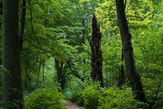 Strukturreiche Wälder in unserer Region haben vielfältige Funktionen für unsere Gesellschaft und sind ein Schatz der heimischen Natur. (Foto: Romahn)