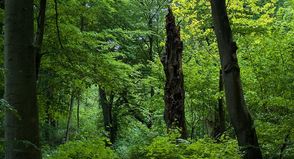 Strukturreiche Wälder in unserer Region haben vielfältige Funktionen für unsere Gesellschaft und sind ein Schatz der heimischen Natur. (Foto: Romahn)