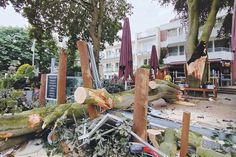 Ein Teil der alten Rotbuche vom „Oswald“ stürzte am vergangenen Mittwoch auf die dortige Terrasse und Kurpromenade und sorgte für einen längeren Unwettereinsatz in Timmendorfer Strand.