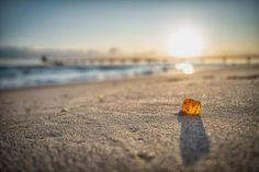 Besonders im Herbst stehen die Chancen Bernstein zu finden gut.