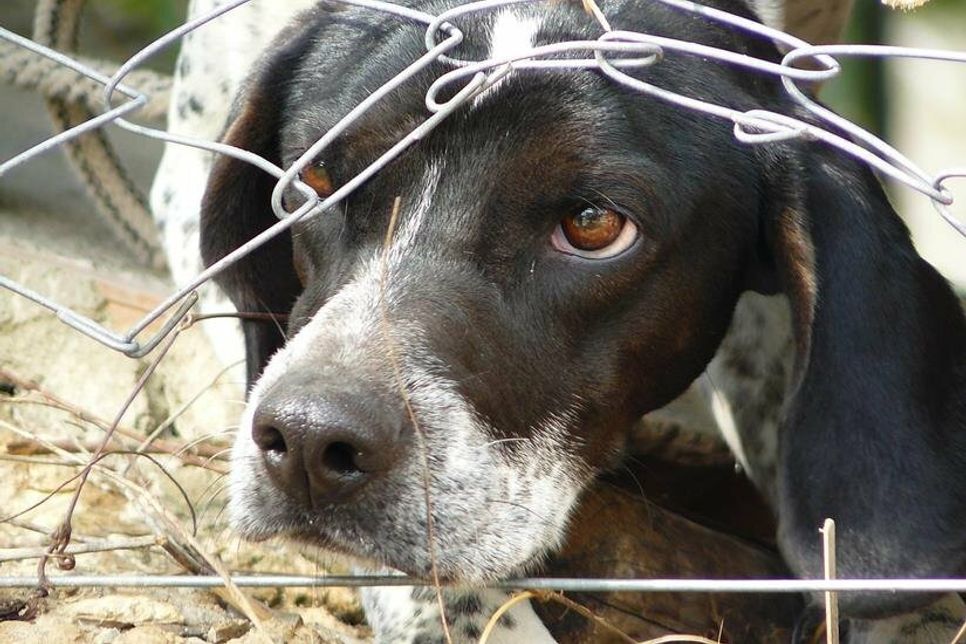 Hinter Gittern und Zäunen zu leben, ist für viele Tiere bittere Realität.