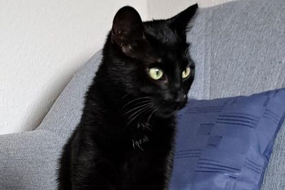 "Elsa".