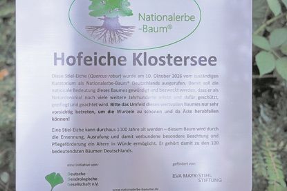 Die Hinweistafel informiert über die Ernennung der Hofeiche Klostersee zum Nationalerbe-Baum am 10. Oktober und weist auf die Schutzwürdigkeit des jahrhundertealten Baumes hin.