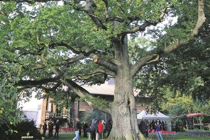 Mit einer Höhe von rund 25 Metern ist die Stiel-Eiche ein imposantes Naturdenkmal.