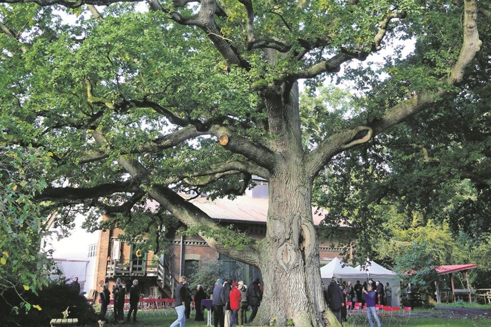 Mit einer Höhe von rund 25 Metern ist die Stiel-Eiche ein imposantes Naturdenkmal.