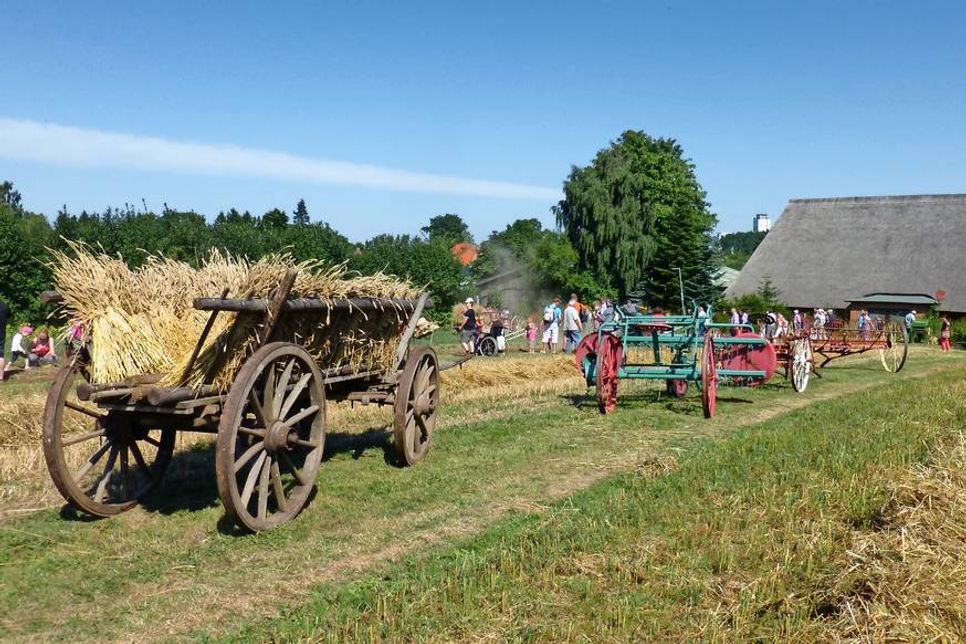 Der Museumshof Lensahn lädt am Wochenende zum Dresch- und Kartoffelfest ein.