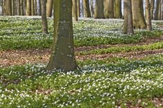 Dieser Bestattungsort liegt an der Steilküste der Ostsee in der Gemeinde Wangels in einem Küstenabschnitt, der Eitz genannt wird.