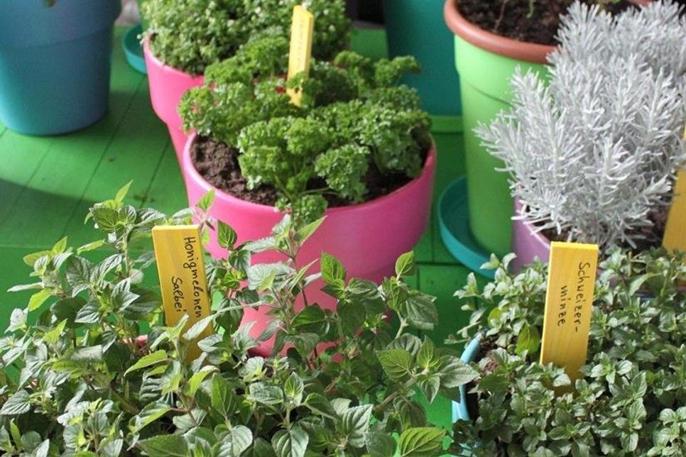 Kräuter selbst ziehen macht Spaß und ist lecker.