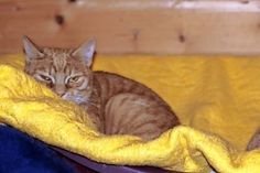 Die beiden circa fünf Jahre alten, rot getigerten Geschwister suchen nur zusammen ein neues Zuhause. Bei Interesse bitte an die Tierhilfe Ostholstein e.V. unter Tel. 04561/16267 wenden. (red)