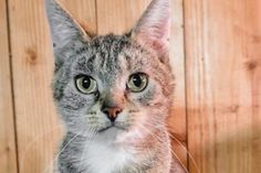 Milly liebt es, bei ihrer Bezugsperson Nähe zu suchen, zu kuscheln und gestreichelt zu werden.