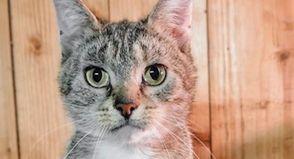 Milly liebt es, bei ihrer Bezugsperson Nähe zu suchen, zu kuscheln und gestreichelt zu werden.