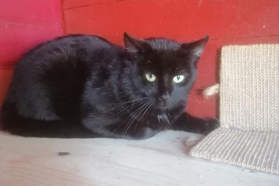 „Cooper“ ist etwa 4 bis 6 Jahre alt.