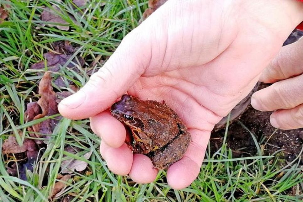Als Erster im Jahr ließ sich ein kleiner Grasfrosch retten und über die Straße tragen.