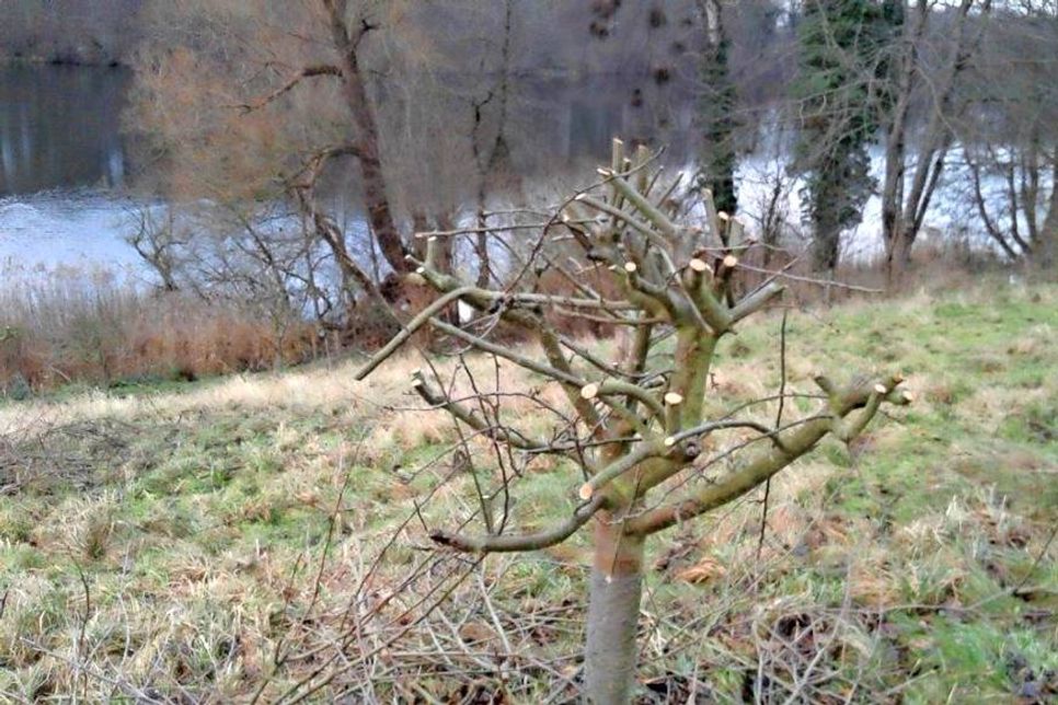 Acht Obstbäume wurden im Kronenbereich stark zurückgeschnitten.