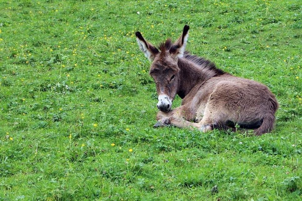 Süße Esel gibt es erst einmal nur auf dem Bildschirm zu sehen, bis der Landspielhof wieder eröffnen darf.
