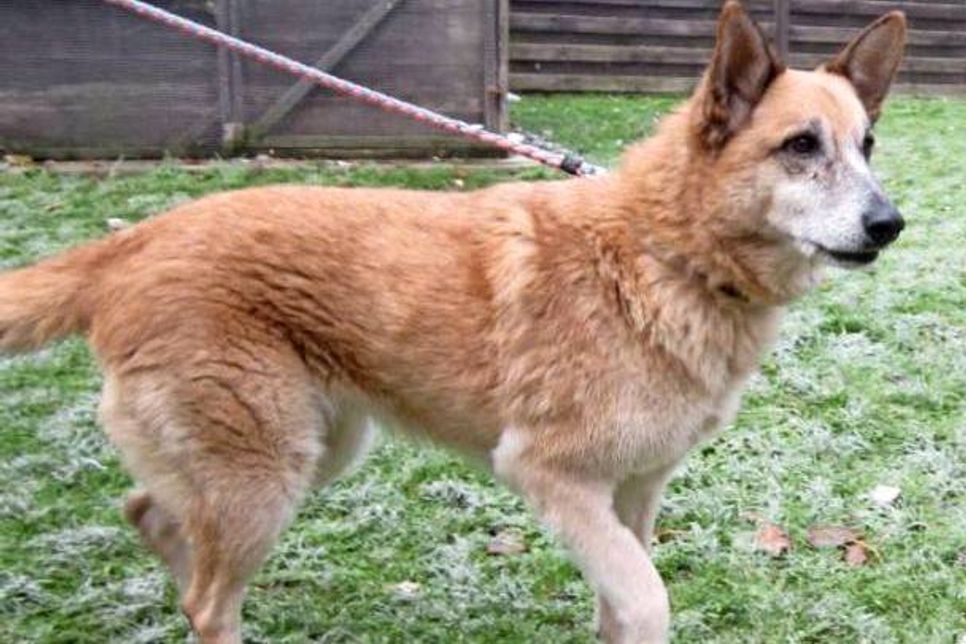 Lübbersdorf. Berta ist eine 7-jährige kastrierte Schäferhund-Mischlingshündin, die ein freundliches Wesen hat und sehr menschenbezogen ist. Sie ist vital und lebensfroh, spielt gerne mit Bällen und Stöckchen und ist für jede Abwechslung dankbar. Mit den meisten Artgenossen versteht sie sich gut, bei anderen entscheidet die Sympathie. Berta liebt lange Spaziergänge, fährt sehr gerne im Auto mit, kann aber auch mal allein zu Hause bleiben. Schön wäre ein Haus mit Garten oder ebenerdig. Interessierte können sich im Tierheim Lübbersdorf unter Tel. 04361/3884 melden. (red)