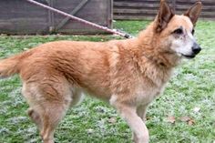 Lübbersdorf. Berta ist eine 7-jährige kastrierte Schäferhund-Mischlingshündin, die ein freundliches Wesen hat und sehr menschenbezogen ist. Sie ist vital und lebensfroh, spielt gerne mit Bällen und Stöckchen und ist für jede Abwechslung dankbar. Mit den meisten Artgenossen versteht sie sich gut, bei anderen entscheidet die Sympathie. Berta liebt lange Spaziergänge, fährt sehr gerne im Auto mit, kann aber auch mal allein zu Hause bleiben. Schön wäre ein Haus mit Garten oder ebenerdig. Interessierte können sich im Tierheim Lübbersdorf unter Tel. 04361/3884 melden. (red)