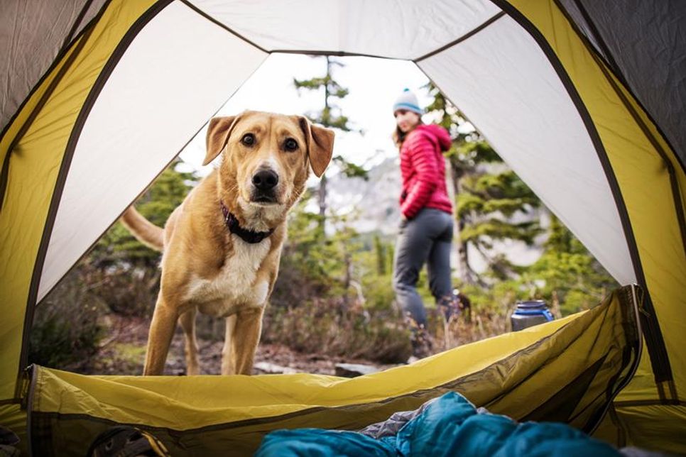 Camping mit dem besten Freund: Mit der richtigen Ausrüstung wird das Outdoor-Abenteuer für Mensch und Hund zu einem unvergesslichen Erlebnis.