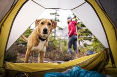 Camping mit dem besten Freund: Mit der richtigen Ausrüstung wird das Outdoor-Abenteuer für Mensch und Hund zu einem unvergesslichen Erlebnis.