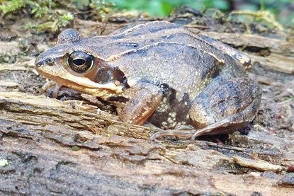 Moorfrosch.
