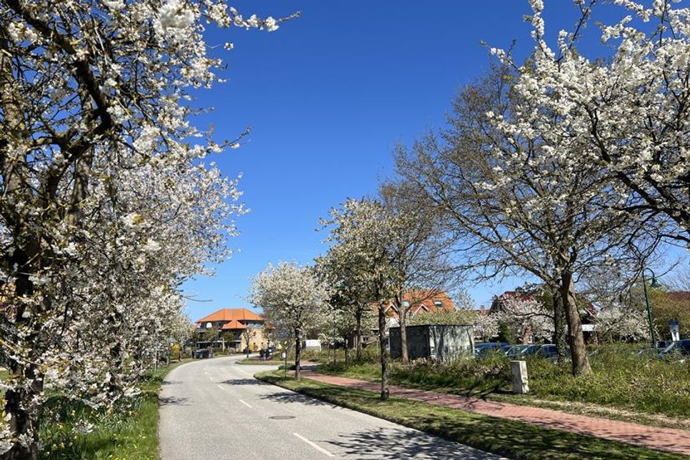 Die Kirschbäume in der Kirschenallee stehen in diesen Tagen in voller Pracht.