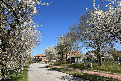 Die Kirschbäume in der Kirschenallee stehen in diesen Tagen in voller Pracht.
