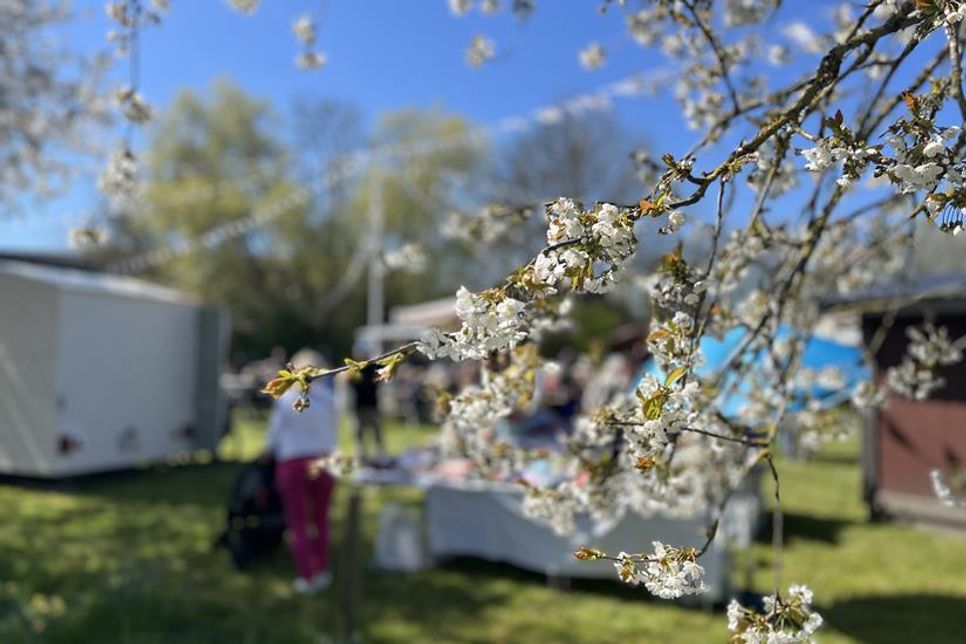 Auf Hof Wintershof leuchten die Kirschblüten soweit das Auge reicht.