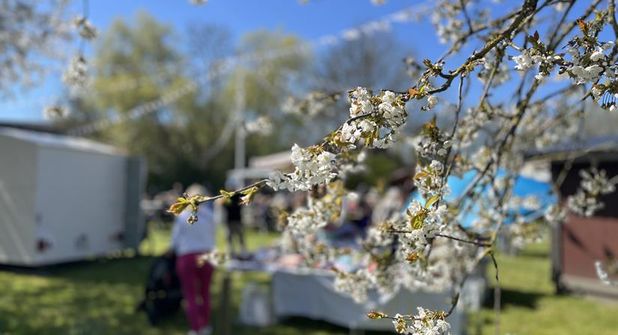 Auf Hof Wintershof leuchten die Kirschblüten soweit das Auge reicht.