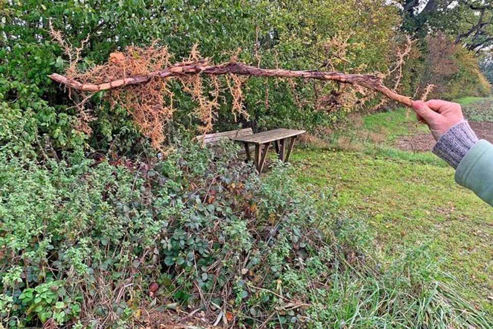 Entsorgter Gartenabfall am Aussichtsplatz zwischen Tramm und Theresienhof: Ein abgestochener Bambusausläufer kann am Knick problemlos Wurzeln schlagen – die Gewächse sollten am besten mit Rhizomsperre gepflanzt werden, da sie im Laufe der Zeit den Garten stark unterwandern und nur mit großer Mühe im Wachstum regulierbar sind.