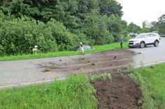 Der Hund der Fahrerin blieb bei dem Unfall unverletzt.