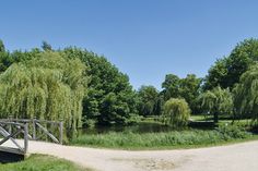 Der alte Kurpark an der Bergstraße in Timmendorfer Strand soll schrittweise aufgeforstet werden.