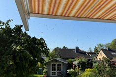 Ein Bienenschwarm sucht ein neues zuhause.